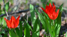 Tulipa praestans (1).jpg